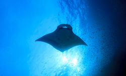 Manta Ray, Philippines