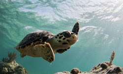 Sea Turtle Underwater