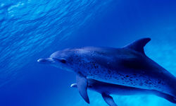 Dolphins Underwater