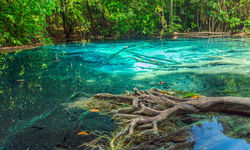 Tropical Forest in Bahamas