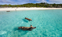 Swimming Pigs