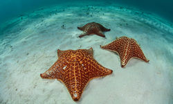 Sea Star, Bahamas