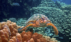 Sea turtle Underwater, Egypt
