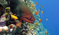 Moray Underwater