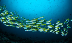 School of fish, Rangiroa