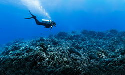 Scuba Diver over reef