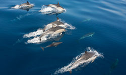 Dolphins in the Azores