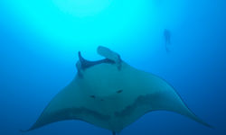 Manta ray in the Azores