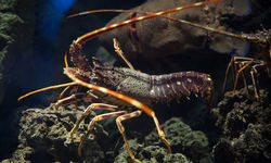 A lobster underwater in the Azores
