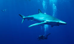 Blue shark under water