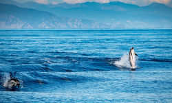 Dolphins in the Azores