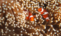 Clownfish and Anemone