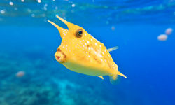 Longhorn Cowfish