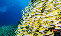 School of Snapperfish, Palawan