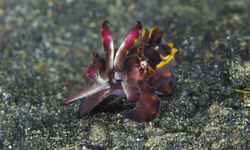 Flamboyant Cuttelfish