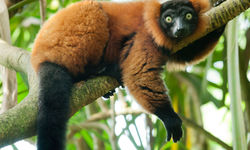 Lemur spotting, Madagascar