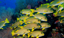 Sweetlips fishes Underwater