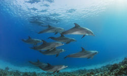 Dolphins in Madagascar