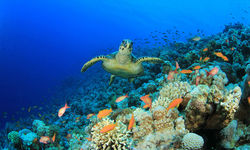 Sea Turtle and Coral Reef in Madagascar