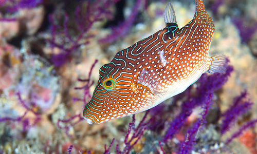 Diving with fish, Oman