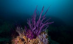 Colourful purple soft corals