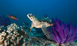 Hawksbill turtle, Oman