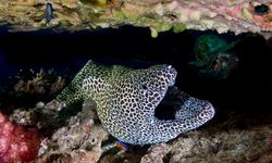 Moray Eel, Daymaniat Islands