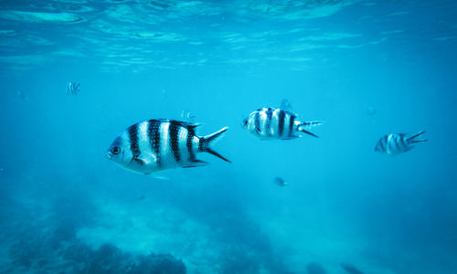 Tropical fish, Zanzibar