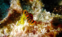 Chelidonura Mandroroa, Zanzibar