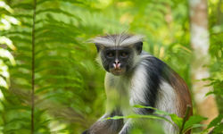 Monkey in Zanzibar