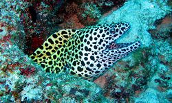 Black spotted moray