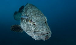 Grouper fish