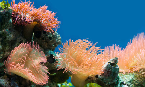 Colourful Coral, Papua New Guinea