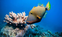Orange Lined Triggerfish, Australia