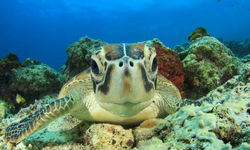 Sea Turtle, Australia