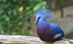 Goura Victoria Bird, Papua New Guinea
