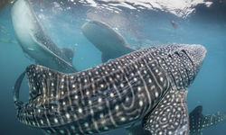 Whaleshark, Papua New Guinea