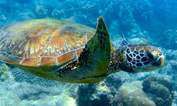 Sea Turtle, Damaniyat Islands