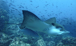 Eagle Ray Underwater