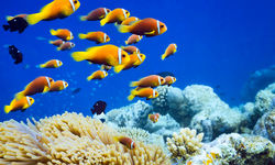 Clown fish in the Maldives