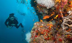 Maldives diving with coral