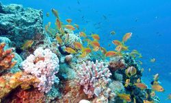 Schooling Anthias in the North Ari Atoll