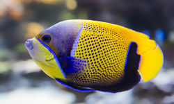 Blue girdled angel fish