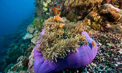 Large pink anemonefish