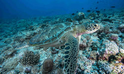 Close up green sea turtle