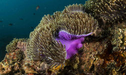 Anemone, Mozambique