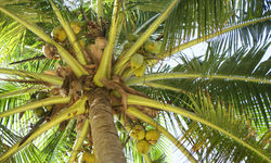 Coconut Palms