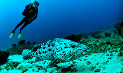 Diving with Grouper
