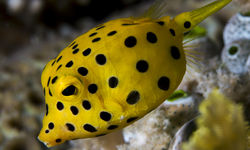 Yellow Boxfish
