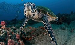Hawksbill Turtle Swimming